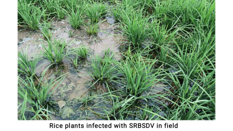 Pau-The-Vice-Chancellor-Appealed-To-The-Farmers-To-Keep-Early-Vigilance-About-Paddy-Blight-Disease
