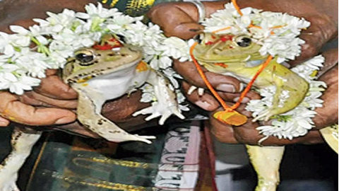 Frog-Wedding-Arranged-For-Five-Villages-To-Get-Rid-Of-Heat