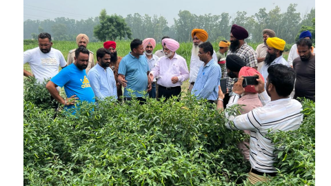 Pau-s-Pepper-Hybrid-Changed-The-Farmers-Of-Doaba-Region-For-The-Better