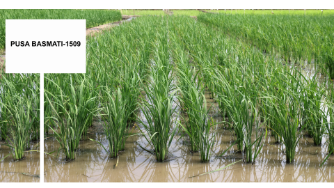 Pau-Provided-Paddy-And-Basmati-Paddy-For-Flood-Affected-Farmers