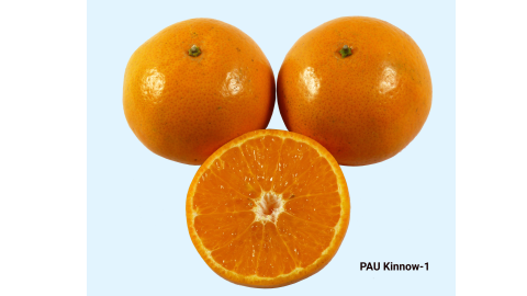 Fruit-That-Brought-Revolution-In-Kinnu-Region-Of-Punjab-Pau-Kinnu-1