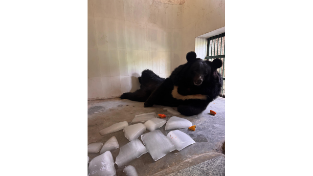 beating-the-heat-chhatbir-zoo-ro